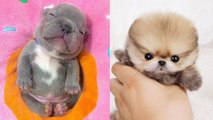 Cute Puppies Doing Funny Things | Cute Baby Animals