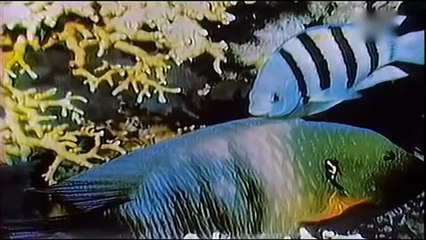 وردة الجزائرية اسمعوني(360P)