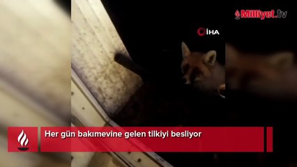 Her gün bakımevine gelen tilkiyi besliyor