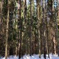 This guy have some amazing bushcraft skills. Building a snow hut in the forest, making a fire, harvesting chaga, preparing firewood, cooking over a fire.