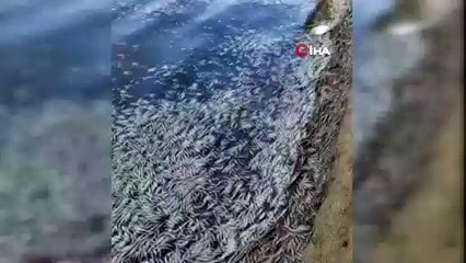 Bursa'da neler oluyor: Binlercesi kıyıya vurdu