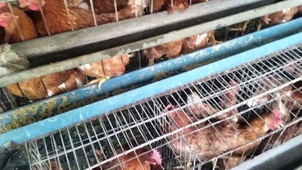 খামারে লেয়ার মুরগী পালন পদ্ধতি ||ডিম বিক্রি করে লাভবান খামারি||মুরগীর  খামার || #hen