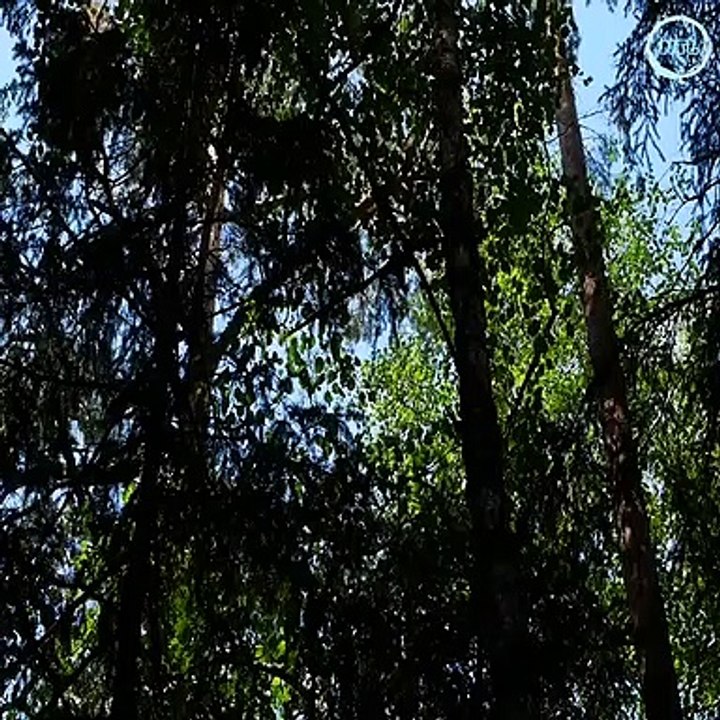 How to Make Bushcraft Fishing Rod and Spinning Reel