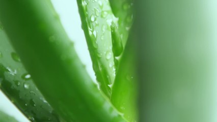 4 manières d'utiliser cette plante aux multiples vertus