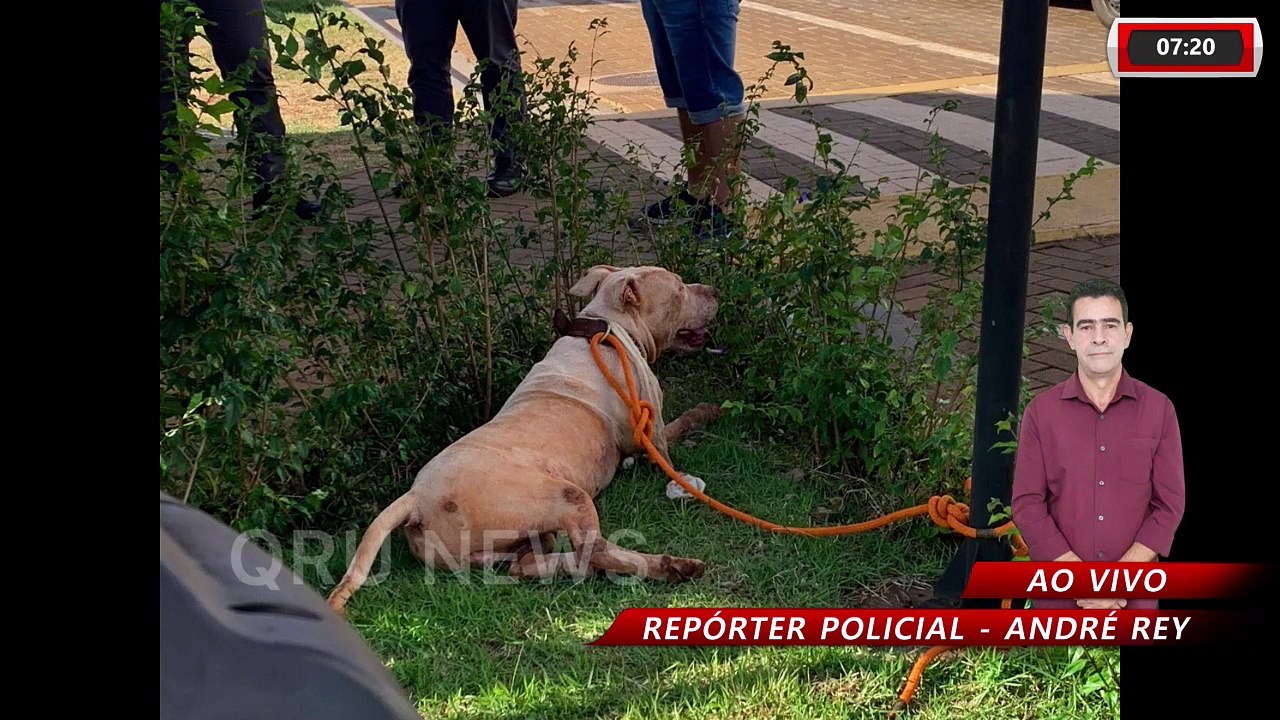 TRÊS PESSOAS SÃO ATACADAS EM OBRA POR CÃES DA RAÇA PITBULL