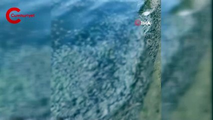 Bursa'da esrarengiz balık ölümleri
