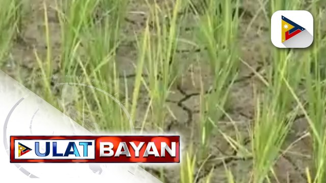 Ilang sakahan sa Malingeb, Bantay, Ilocos Sur, natuyo at nagbitak-bitak ang lupa dahil sa kakulangan ng patubig