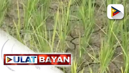 Ilang sakahan sa Malingeb, Bantay, Ilocos Sur, natuyo at nagbitak-bitak ang lupa dahil sa kakulangan ng patubig