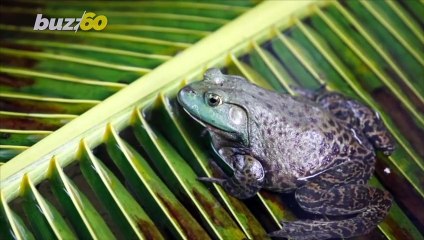 Frog And Snake Species Cost World Economy $16 Billion!