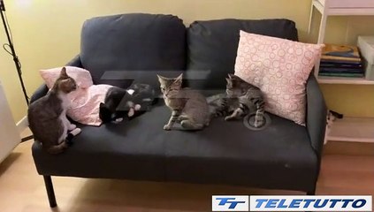 Video News - LA STANZA DELLE ZAMPINE