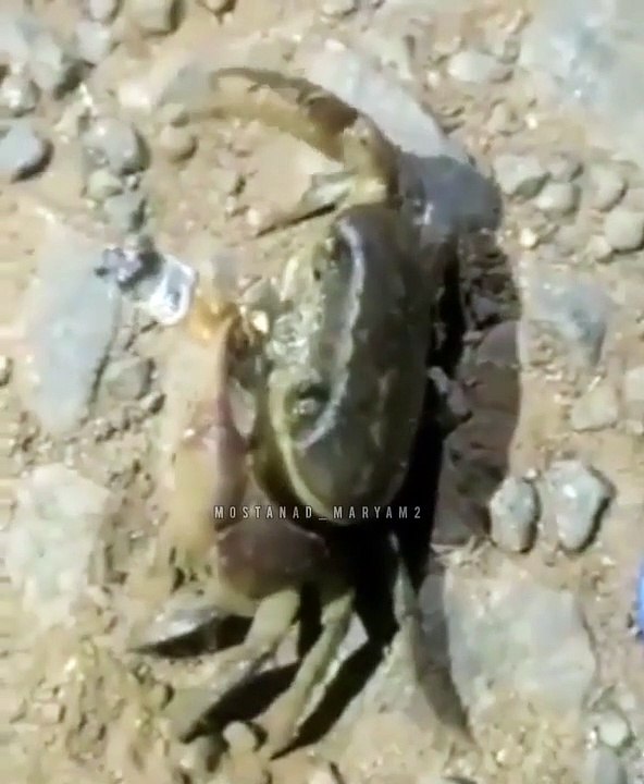 wildlife#Crab smoking  