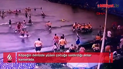 Denizde dehşet! Yüzen çocuğa köpek saldırdı