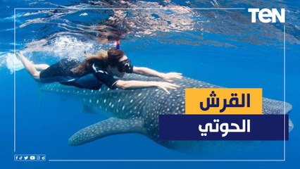سائحون يغطسون مع القرش الحوتى بشعاب الفنستون.. ورئيس جمعية الانقاذ يكشف التفاصيل