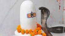 Nag Panchami 2022: नाग पंचमी के दिन सांप देखने से क्या होता है | Boldsky *Religious