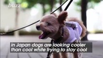 Japanese Dogs Wear Quirky-Looking Fans to Help Stay Cool
