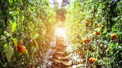 Who was Hazrat Luqman(A.S) | A Prophet or a Philosopher | Urdu/Hindi | Infography