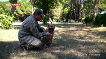 TSK'nın keşif köpekleri operasyon bölgelerinde görev alıyor
