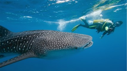 Quel est le plus grand poisson du monde ?
