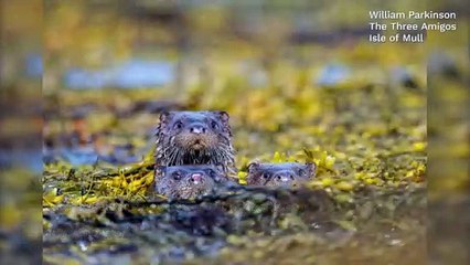 Comedy Wildlife Awards 2022