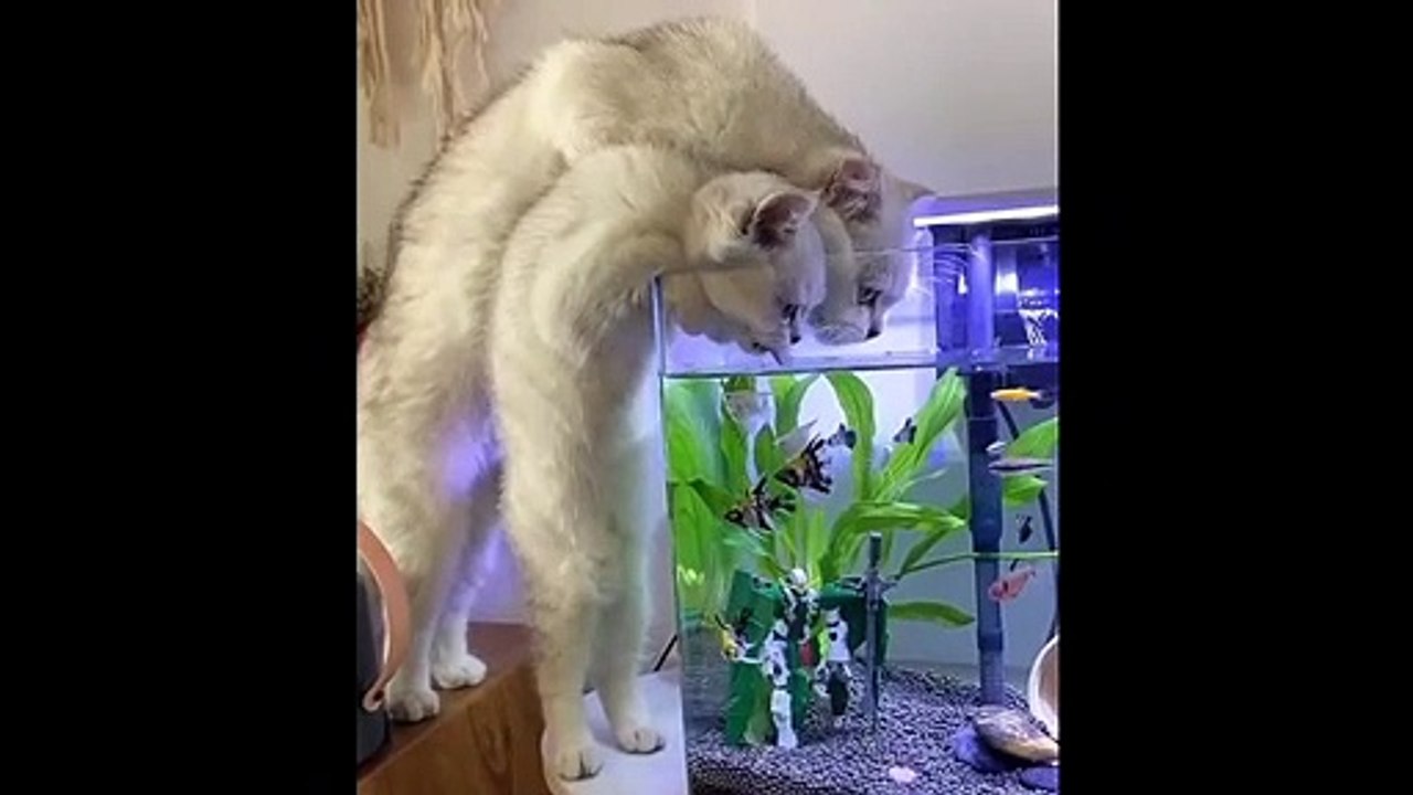 Funny and Cute Pet compilation || Try not to laugh impossible challenge hardest version ever