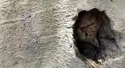 Duvardaki delikte sıkışan kedi kurtarıldı
