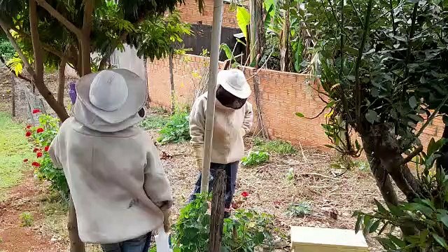 Enxame de abelhas se instala em jardim de residência e Defesa Civil realiza retirada