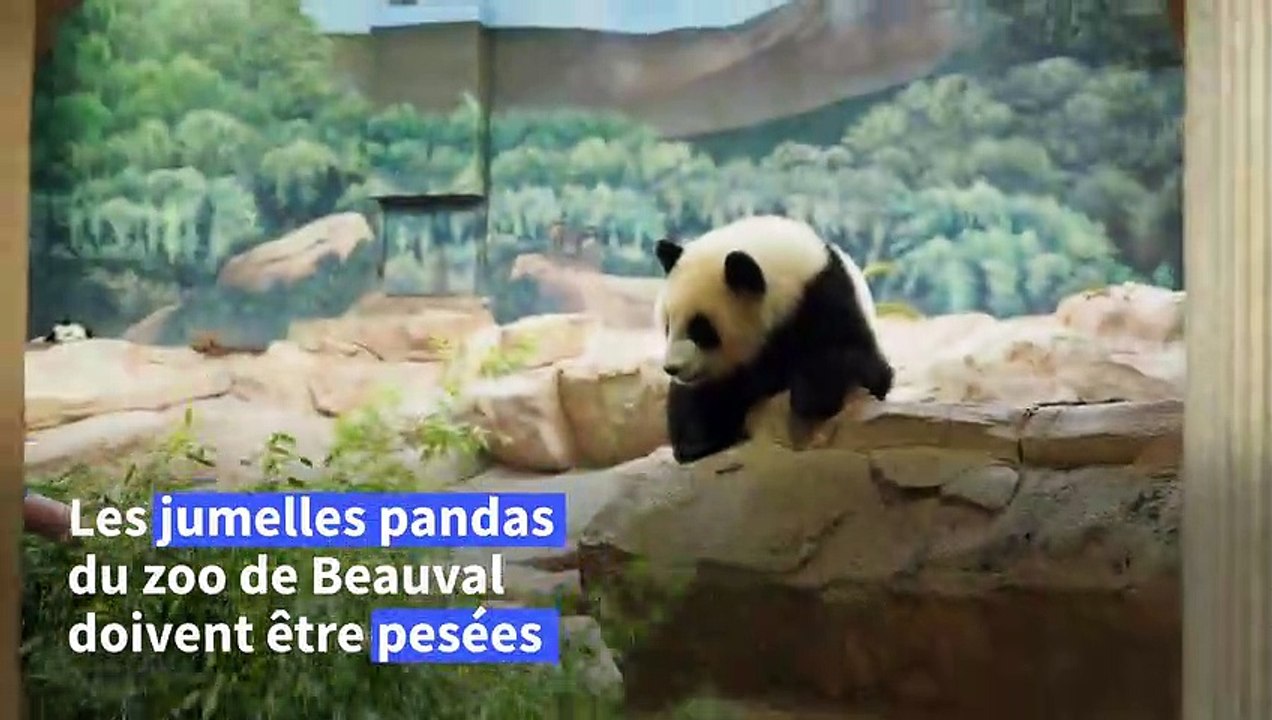 Au zoo de Beauval, pesée des jumelles pandas ju...