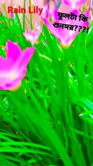 Rain Lily Flower..The Best Of Video On Rain Lily...