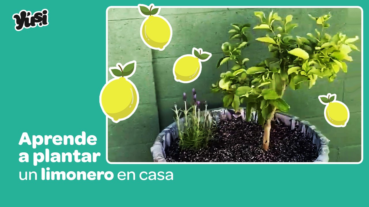 Planta un limonero en casa con la ayuda de un barril