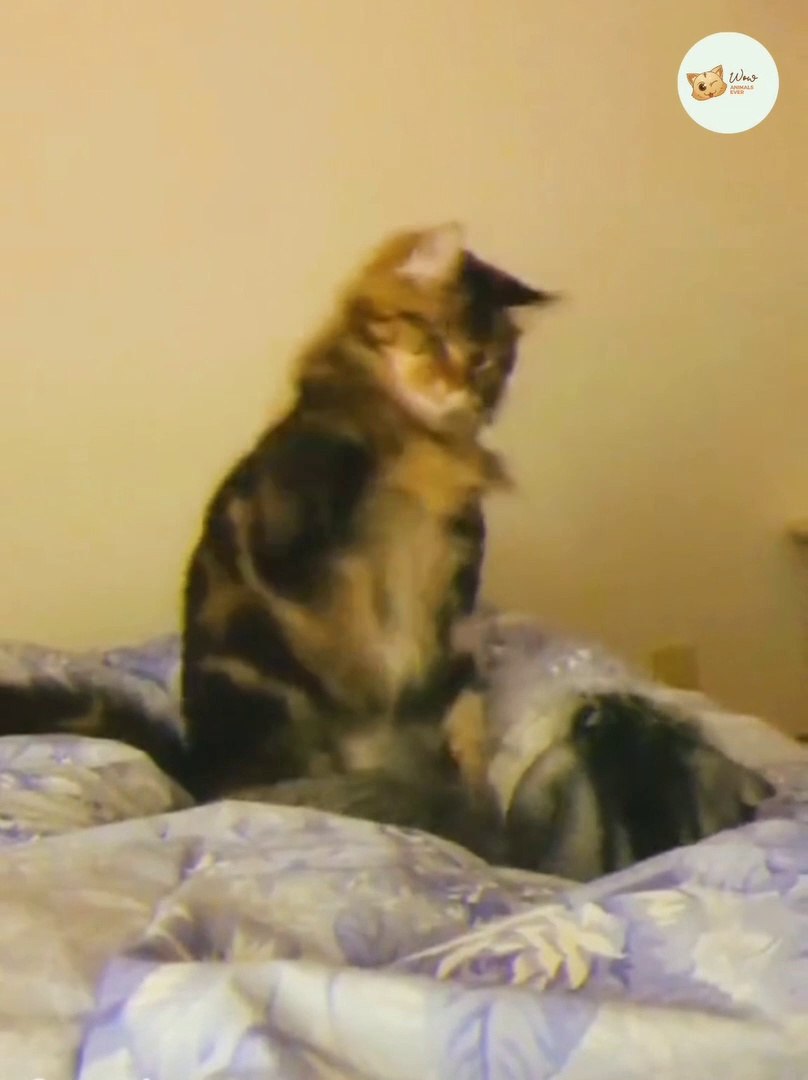 ⁣Funny Animals, Funny Cats And Dogs Reaction Videos #5