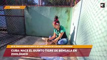 Cuba: Nace el quinto tigre de Bengala en zoológico