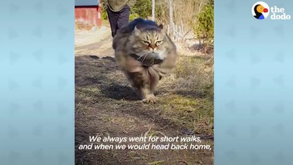 Fluffy Cat Runs As Fast As A Cheetah And Beats Her Dad In Every Race