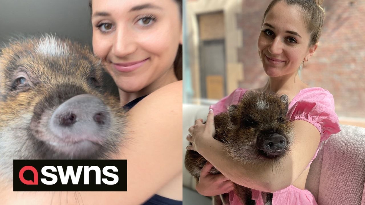 Meet the real-life Babe who mastered over twenty 'doggy tricks' including sit, high-five and shake