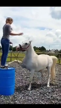 Funny animal #funny #yt #youtubeshort #trending #turkey #us #canada #saudia #iran #pk #natural #bohpal #birds #matting process #birds love you #short #funny #yt #youtubeshort #trending #turkey #us #canada #saudia #iran #pk #natural #bohpal #birds #matting