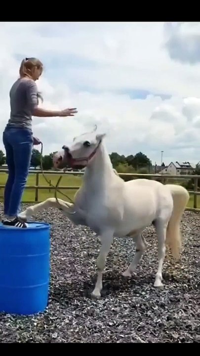 Funny animal #funny #yt #youtubeshort #trending #turkey #us #canada #saudia #iran #pk #natural #bohpal #birds #matting process #birds love you #short #funny #yt #youtubeshort #trending #turkey #us #canada #saudia #iran #pk #natural #bohpal #birds #matting