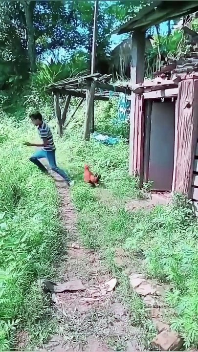 très drôle funny video #india #yt #youtubeshort #trending #turkey #us #canada #saudia #iran #pk #natural #bohpal #birds #matting process #birds love you #short #funny #yt #youtubeshort #trending #turkey #us #canada #saudia #iran #pk #natural #bohpal #bird