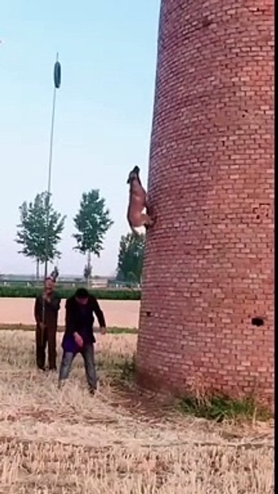 Buổi huấn luyện cực đỉnh - Cường độ cao channel #Shorts #dailymotion #trending #turkey #us #canada #saudia #iran #pk #natural #bohpal #birds #matting process #birds love you #short #funny #yt #youtubeshort #trending #turkey #us #canada #saudia #iran #pk #