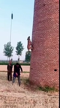 Buổi huấn luyện cực đỉnh - Cường độ cao channel #Shorts #dailymotion #trending #turkey #us #canada #saudia #iran #pk #natural #bohpal #birds #matting process #birds love you #short #funny #yt #youtubeshort #trending #turkey #us #canada #saudia #iran #pk #