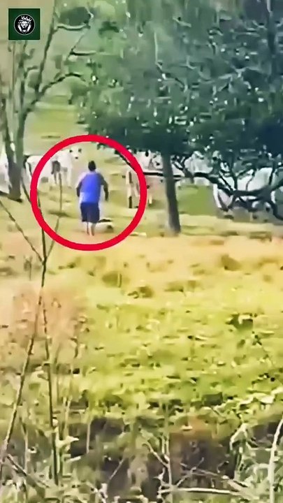 Cow and a Human - Credits_ Unknown to #funny #yt #youtubeshort #trending #turkey #us #canada #saudia #iran #pk #natural #bohpal #birds #matting process #birds love you #short #funny #yt #youtubeshort #trending #turkey #us #canada #saudia #iran #pk #natura