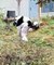 La dure journée de travail d'un gardien de pandas