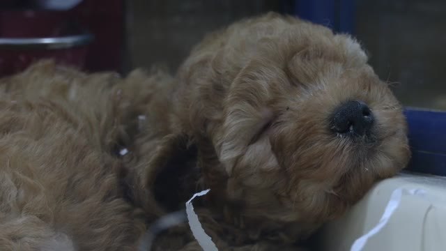 El consejo de ministros aprueba el nuevo anteproyecto de bienestar animal.