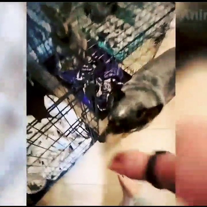 Cute Animal Attack Me Part 2 // Funny Animal Funny Video #animal #pet #cat #dog #tiger #fish