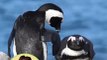 ¿Sabías que los pingüinos pueden tomar agua de mar?