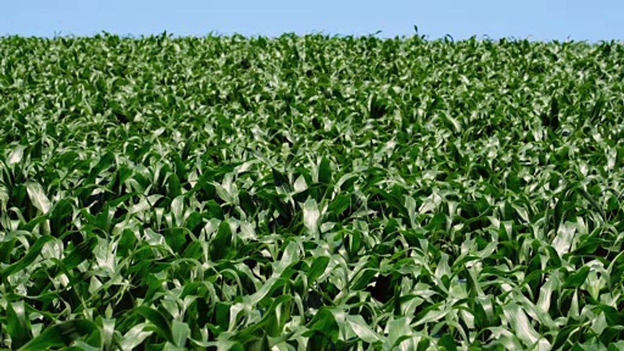 Corn - 123288