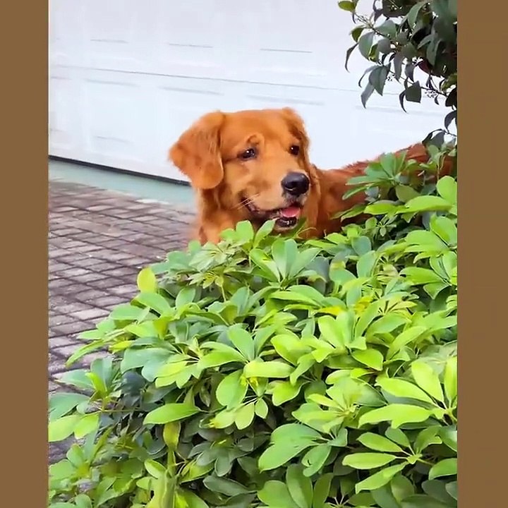 Smart dogs cause fever in the online community Part 3