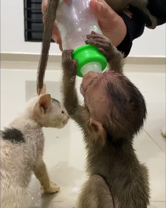 Fight for the milk