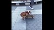 Ce chien adore le skate... un peu trop même