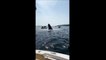 Une baleine finit son saut sur un bateau... douloureux