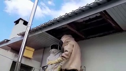 Defesa Civil realiza retirada de abelhas em residência no Parque São Paulo