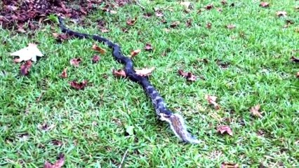 TOP 10 PELEAS DE ANIMALES MÁS LOCAS